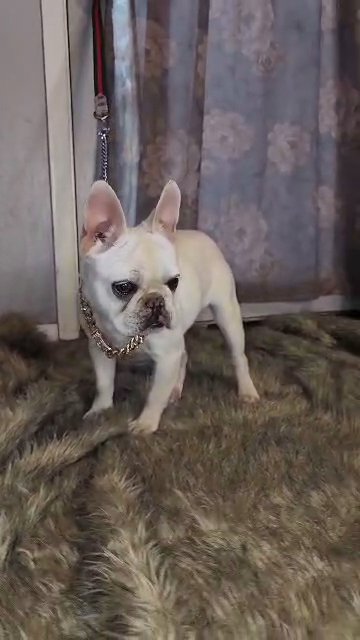 tan pointed merle covered in cream in Roswell, New Mexico
