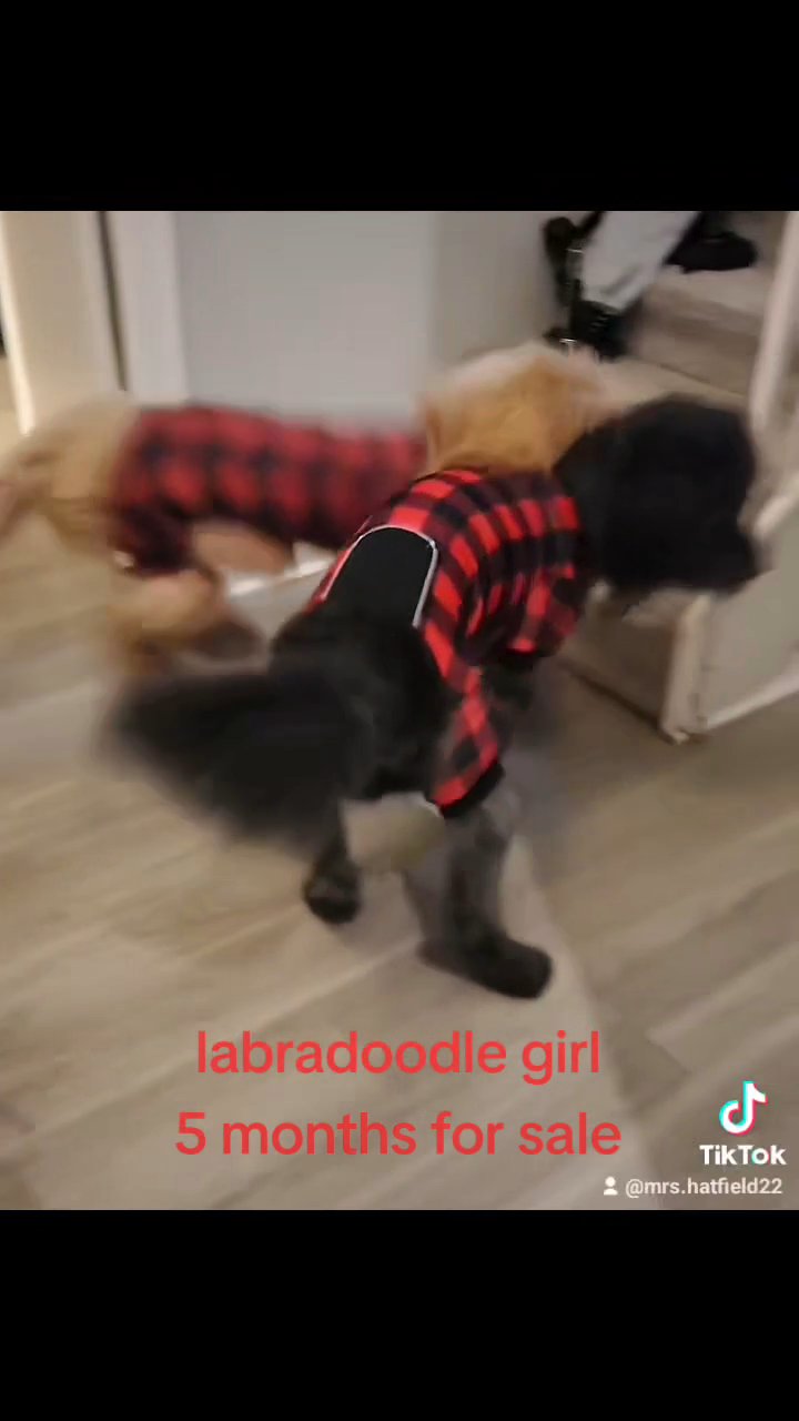 labradoodle puppy in Dallas, Texas