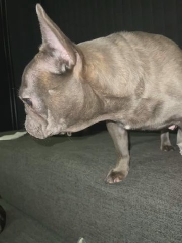 Two Frenchies Expecting Before Xmas in Baltimore, Maryland