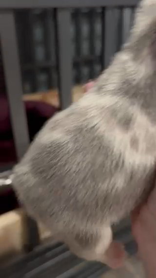 Lilac merle female frenchie in Cleveland, Tennessee