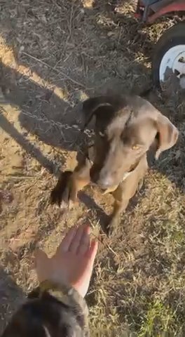 3 Year Old Lab Mix in Conway, South Carolina