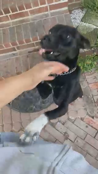 2 Year Old Mixed Breed in Conway, South Carolina