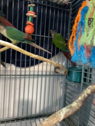 Green Cheek Conures in Gallatin, Tennessee