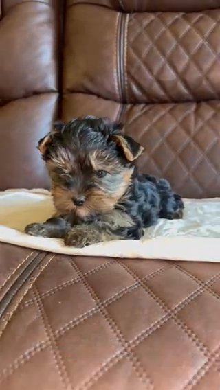 Yorkie in Riverside, California
