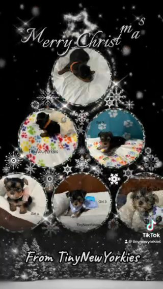 Beautiful Female Ready For Christmas! Sold in New Albany, Indiana