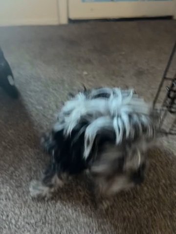 Cavapoo in Taylor, Michigan