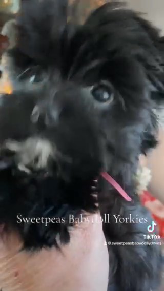 Tiny Kb Black Yorkie in Clarksville, Tennessee