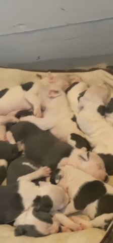 American Pit Bull Puppies in Chicago, Illinois