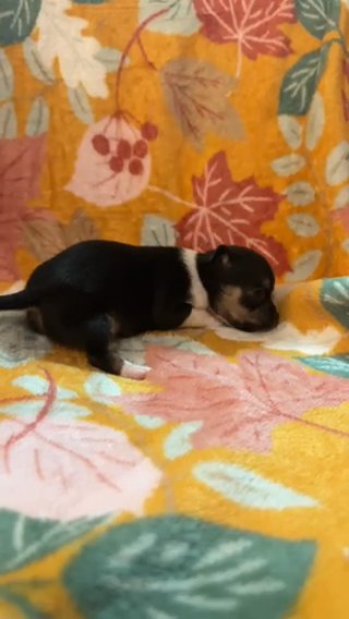 Chihuahua Puppy in Anderson Creek, North Carolina