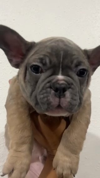 French Bulldog in Arlington, Texas