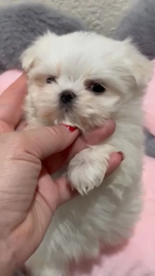 Korean Tiny Maltese Malvina in San Diego, California