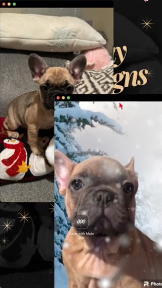 French Bulldogs in Elk Grove, California