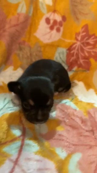 Chihuahua Puppy in Anderson Creek, North Carolina