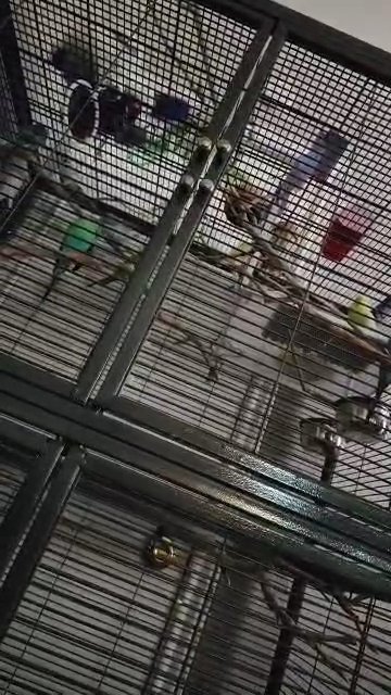 BUDGIES in Dallas, Texas