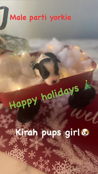 Small Black And White  Parti Yorkie Male in Albany, New York