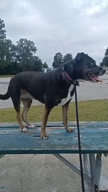Training Session With Sky in Florida City, Florida