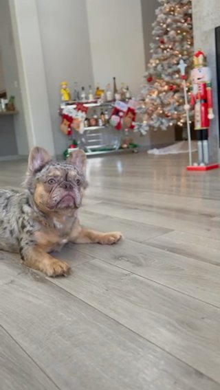 Full Fluffy Merle & Tan Stud in Phoenix, Arizona