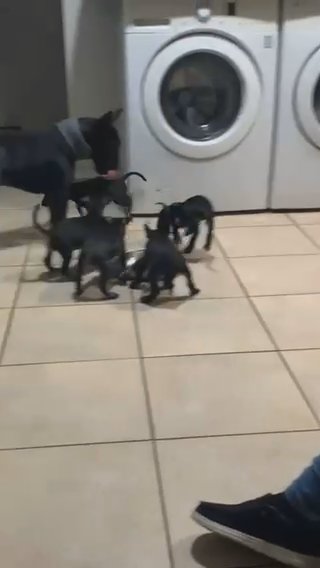 Bull Terriers in Los Angeles, California