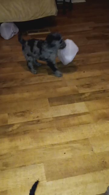 Male Golden Doodle in Lexington, North Carolina