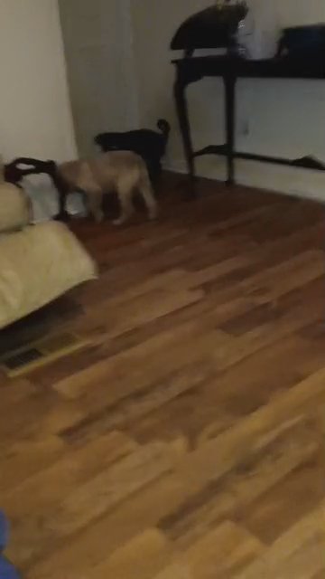 Golden Doodle Male in Lexington, North Carolina