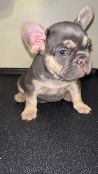 Male Frenchie 8 Weeks Old in Dallas, Texas