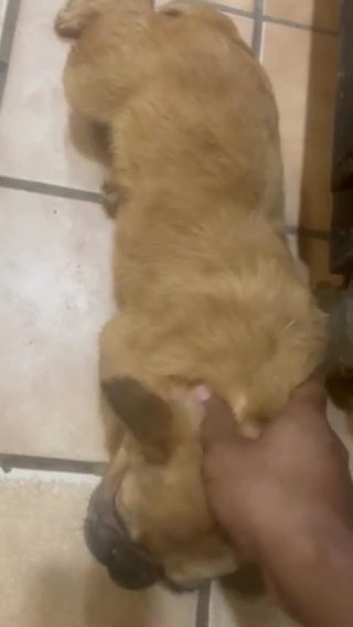 Fawn Merle Full Fluffy in Arlington, Texas
