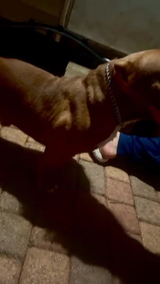 24k legendaddy Open For Stud in West Palm Beach, Florida