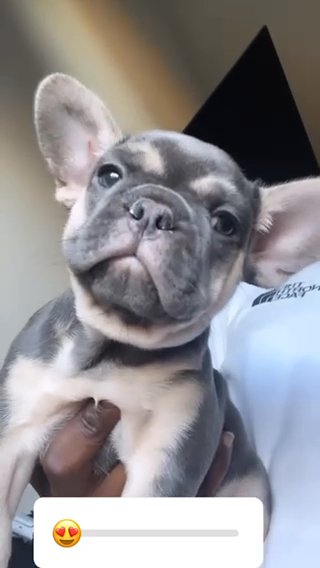 Male Frenchie in Dallas, Texas