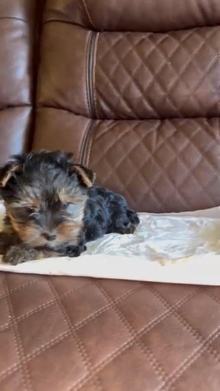 Yorkie Puppy Male in Riverside, California