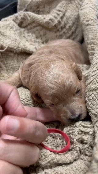 Cavapoo in Ridgecrest, California