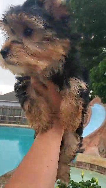 **Homed* *Homed* Traditional Yorkie in Pearland, Texas