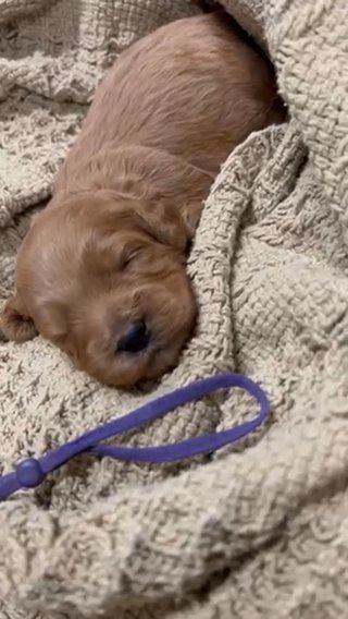 Cavapoo in Ridgecrest, California