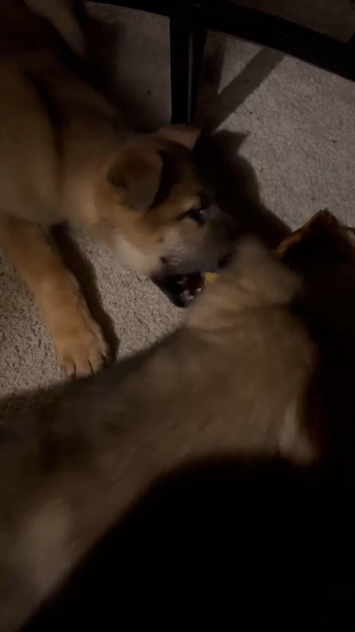 2 german shepherd puppies looking for new loving home this Christmas!! in Tacoma, Washington