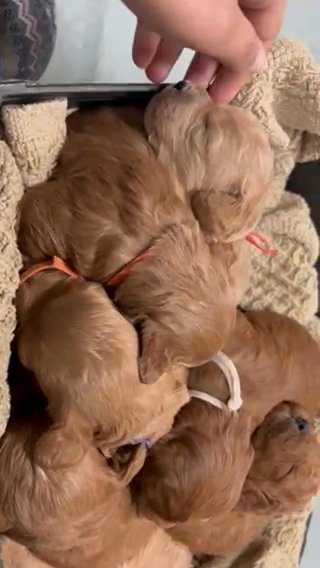 f1b cavapoos in Ridgecrest, California