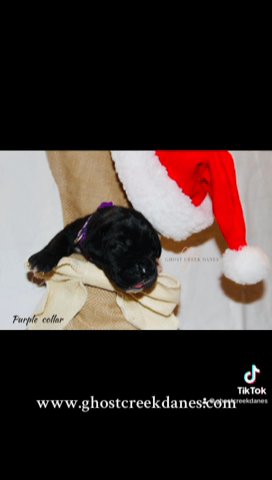 100% European Black Female Great Dane (purple) in Fountain Inn, South Carolina