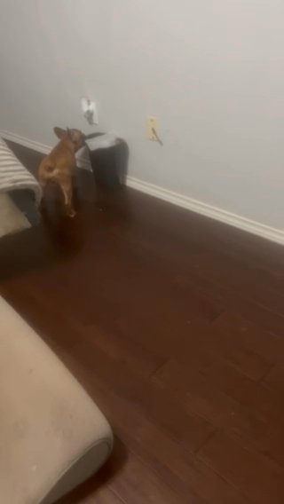 Fawn Fluffy Carrier Male in Arlington, Texas