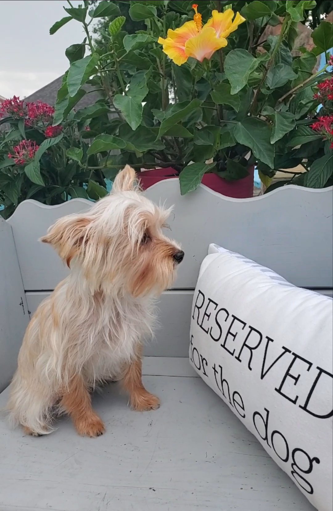 *Homed* Dusty Sable Blonde Yorkie in Pearland, Texas