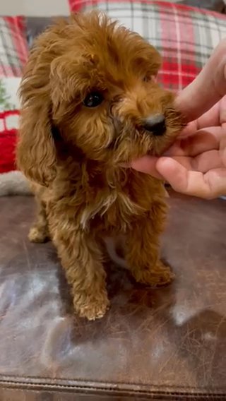 Mini Multigen Goldendoodle in Andrews, Texas