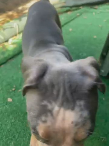 XL American Bully in Montgomery, Alabama