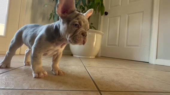 Lilac Tan Merle in Bethlehem, Pennsylvania