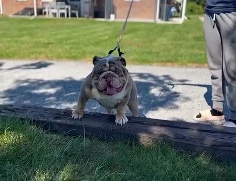 Lilac Tri English Bulldog Stud Service in Bethlehem, Pennsylvania