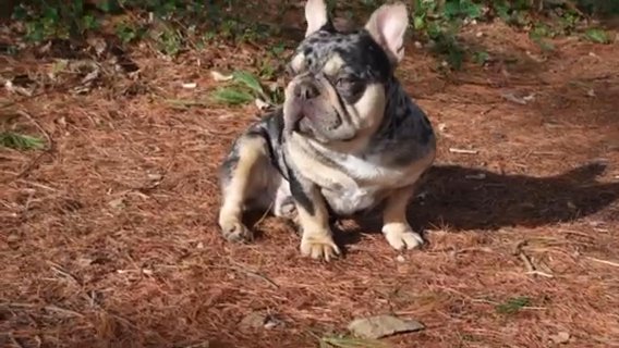 Stud Service Chocolate Tan Merle in Bethlehem, Pennsylvania
