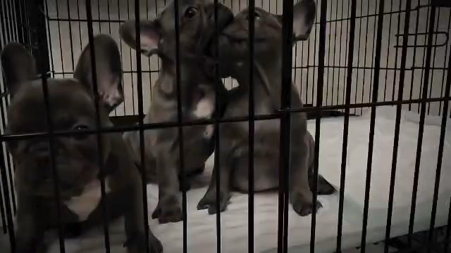 French bulldog pups in Harlingen, Texas