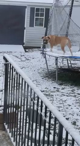 1 Year Old Male Bully Pit For Sale in Washington, District of Columbia