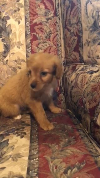 Mousey pants ( Male Bernedoodle) in Greenwood, South Carolina