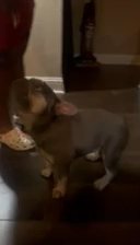 lilac And Tan Female 2 Years Old New Litters in Arlington, Texas