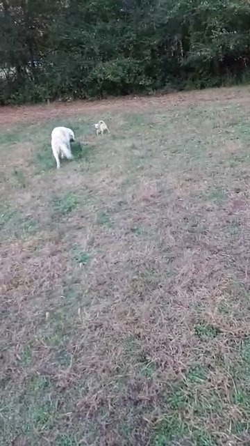 AKC Golden Retriever in Clemson, South Carolina
