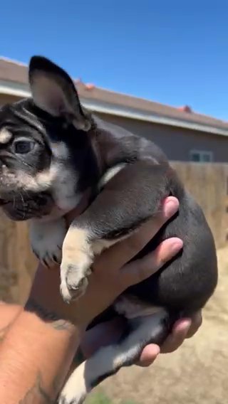 Chocolate And Tan Male in McFarland, California