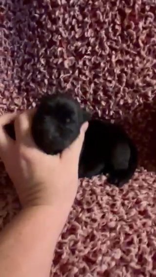 ?SOLD? Great Lined GSD Puppy Viva ? in Bellingham, Washington