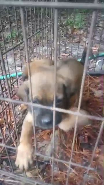 blac mouth cur in Mobile, Alabama